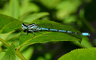 Azure Bluet (Male, Coenagrion puella)